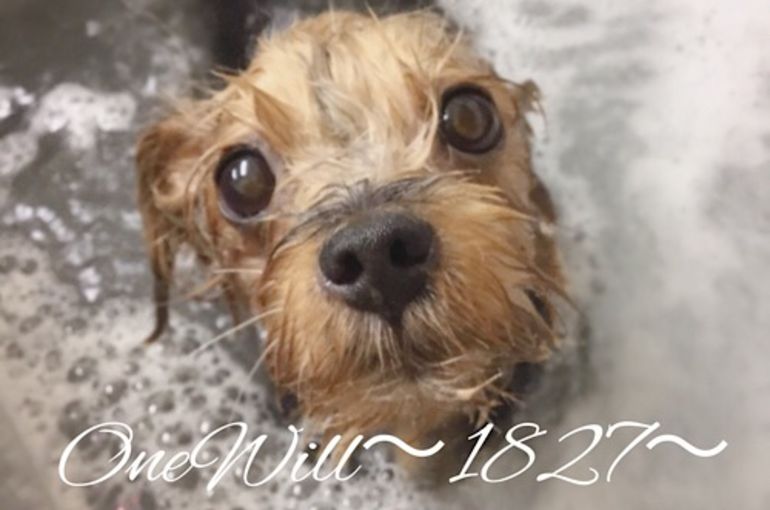 酵素浴 犬
