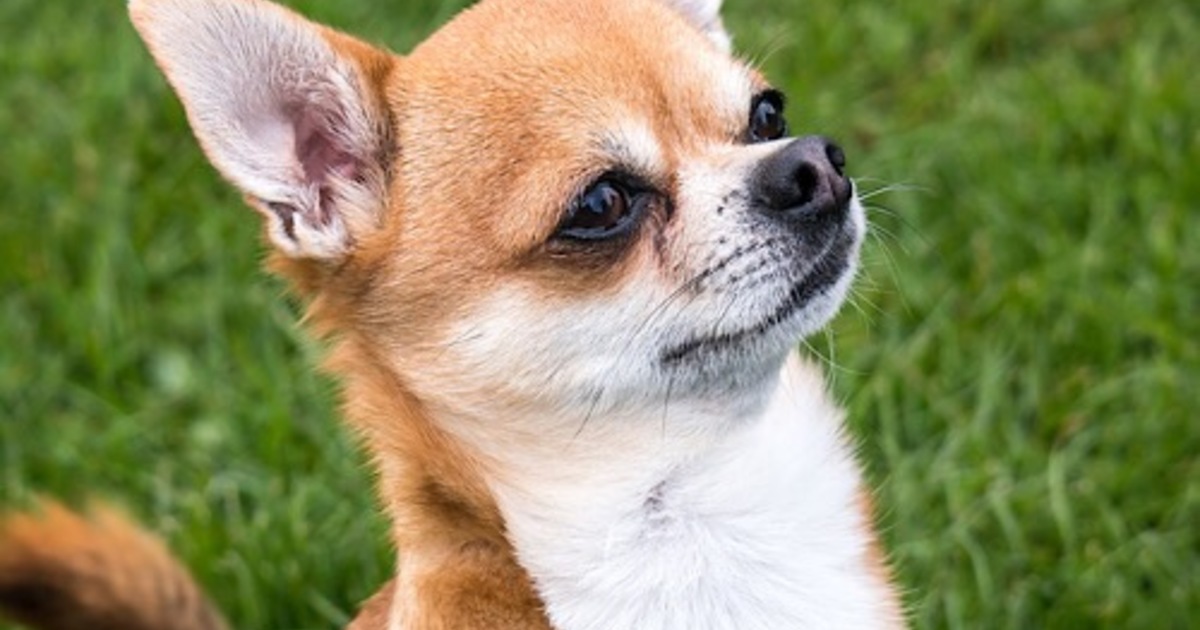 チワワ•*¨*•.¸♬︎