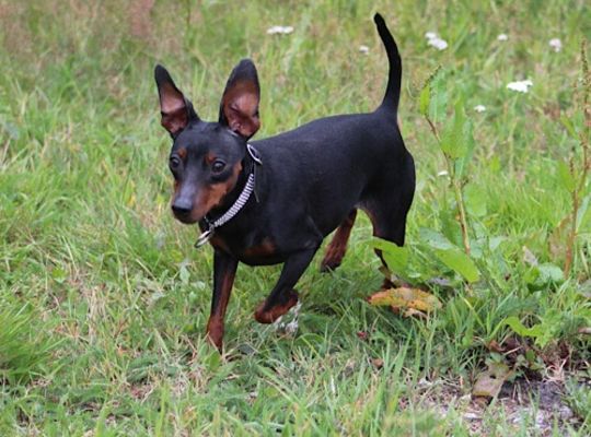 ミニチュアピンシャー